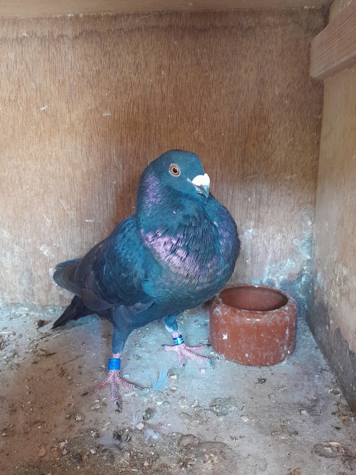 valenciano kroppers, Meerdere dieren, Postduif