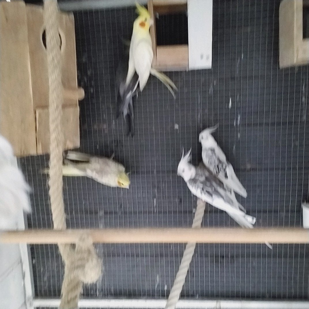 Een  mooie koppel valkparkiet, Dieren en Toebehoren, Vogels | Parkieten en Papegaaien, Meerdere dieren, Dwergpapegaai of Agapornis