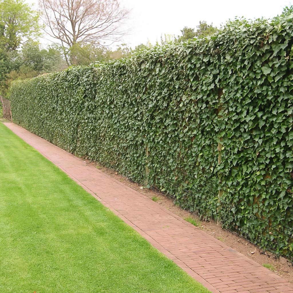 ACTIE vanaf 75/mtr natuurlijke schutting hedera paneel, Ophalen of Verzenden, 100 tot 250 cm