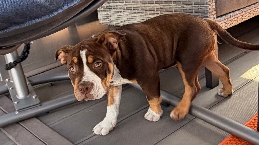 American bully, Dieren en Toebehoren, België, Particulier, 15 weken tot 1 jaar, Overige rassen