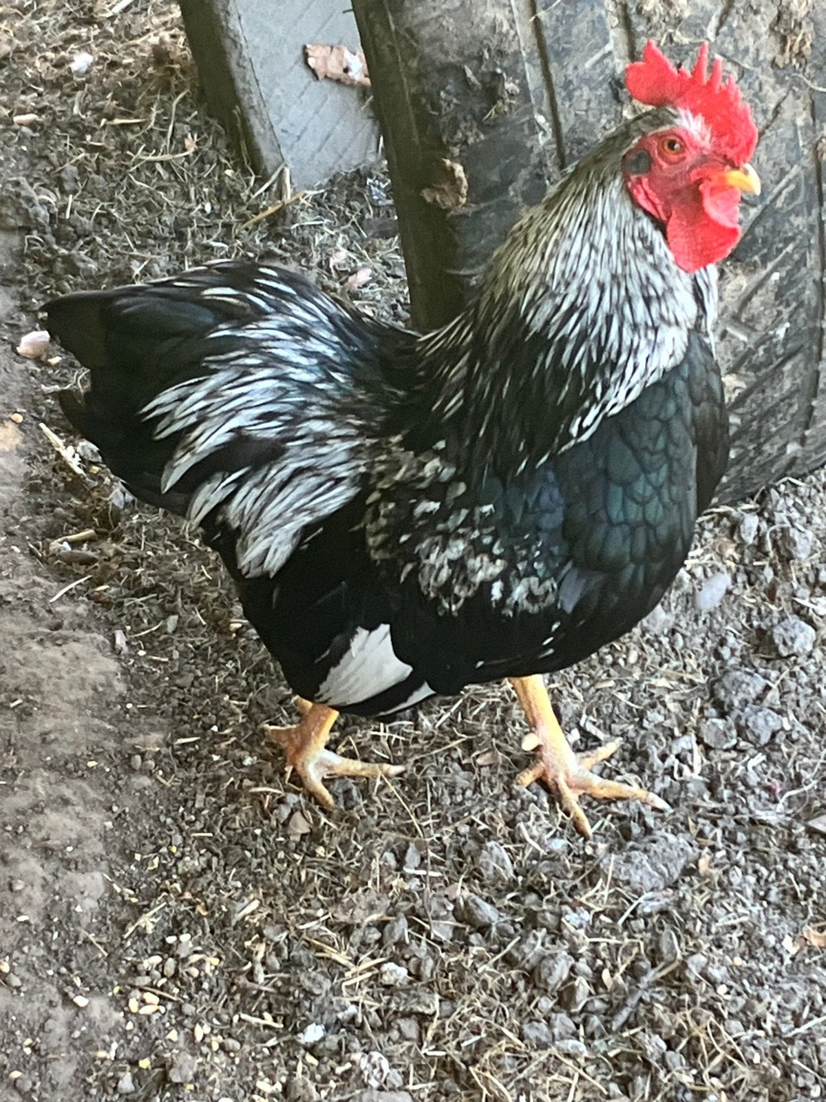 Wyandotte Mooi lieve rustige  hanen, Dieren en Toebehoren, Pluimvee, Mannelijk, Kip