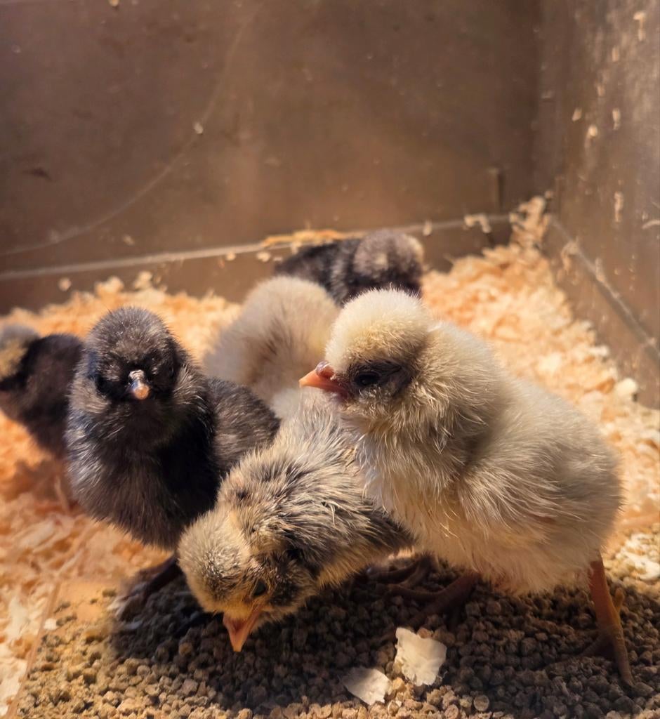 Broedeieren padua baardkuifhoen, Dieren en Toebehoren, Pluimvee, Geslacht onbekend, Kip