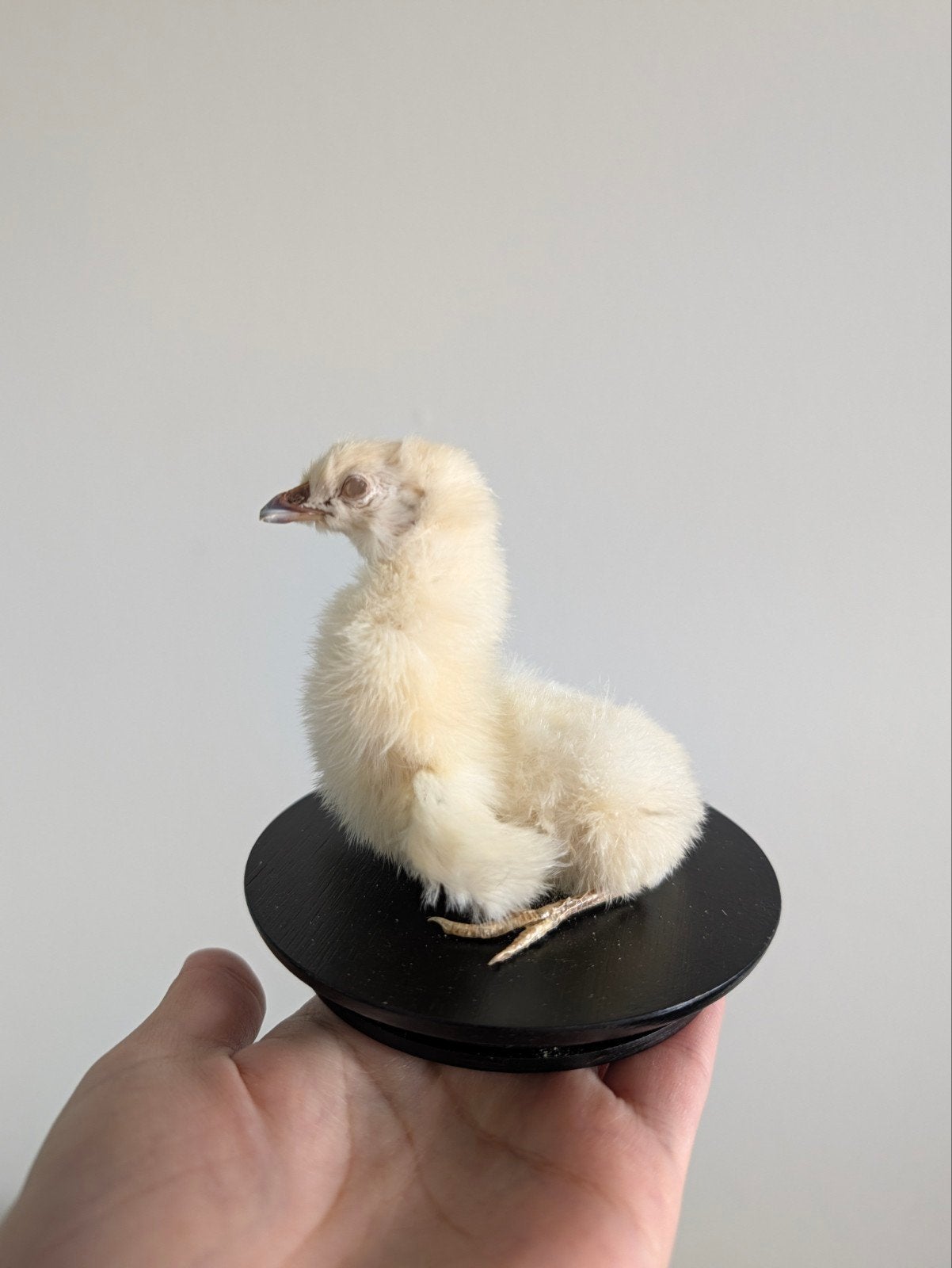 Creepy Cute Kuiken Taxidermie met Transparante Ogen, Ophalen of Verzenden, Nieuw