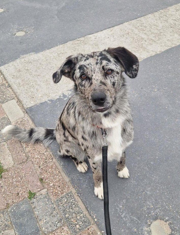 Wij zoeken een duo-baasje voor onze lieve hond Kaya, 1 tot 2 jaar, Teef, Eén hond, CDV (hondenziekte)