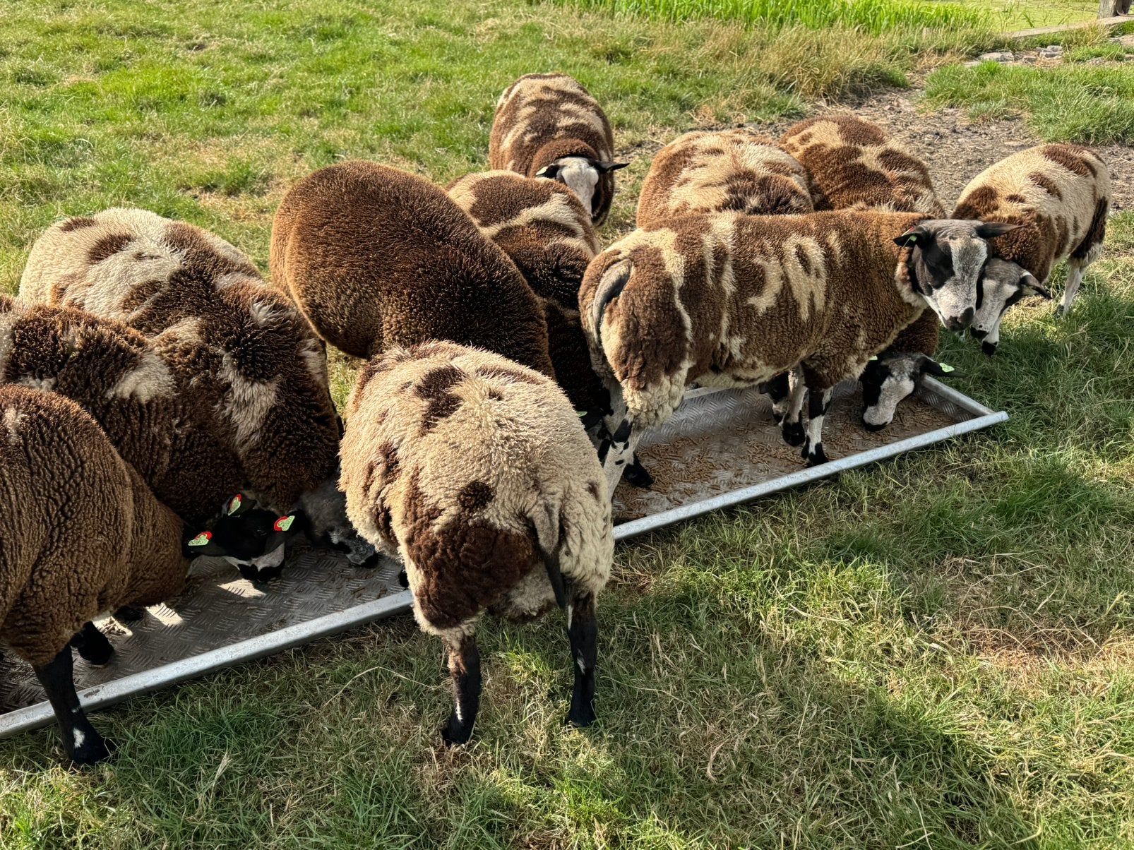 Bonte dekrammen, Mannelijk, Schaap