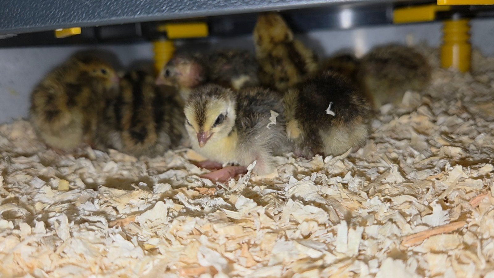 kwartel kuikens, Dieren en Toebehoren, Geslacht onbekend, Kip