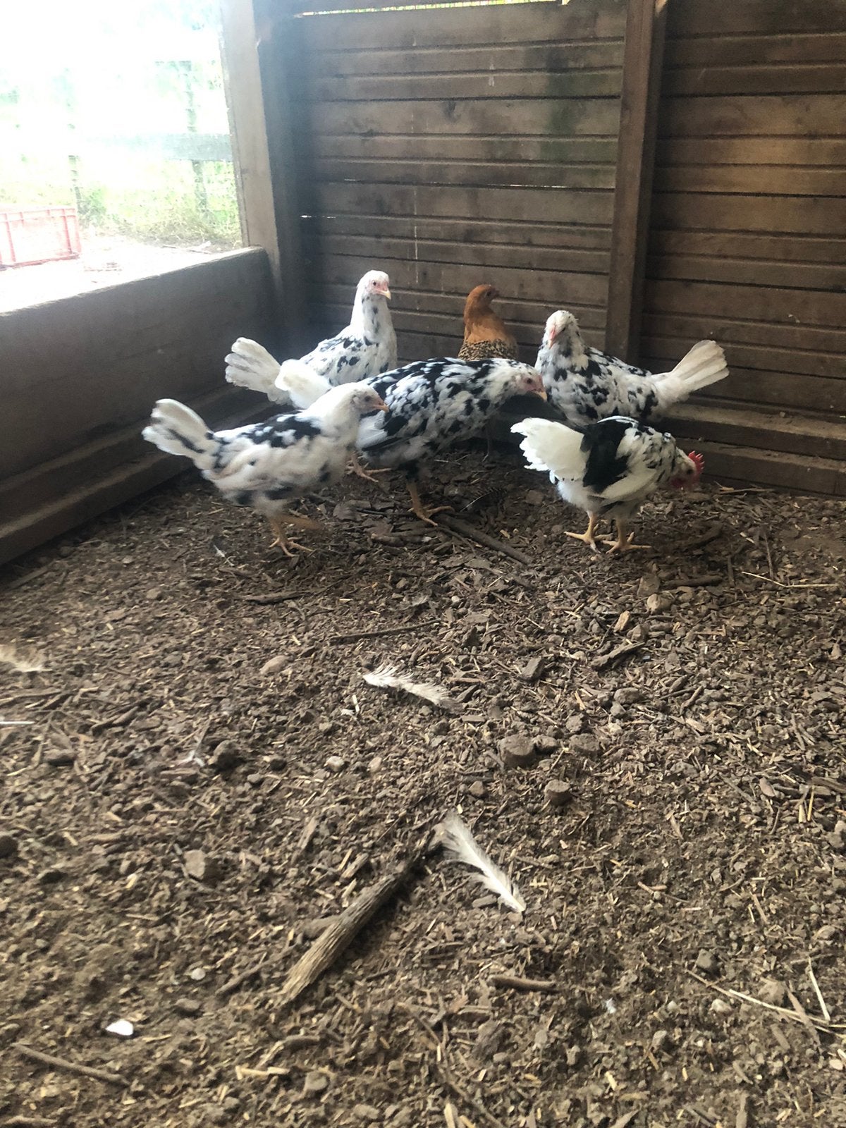 Bonte leghorn toom, Dieren en Toebehoren, Meerdere dieren, Kip