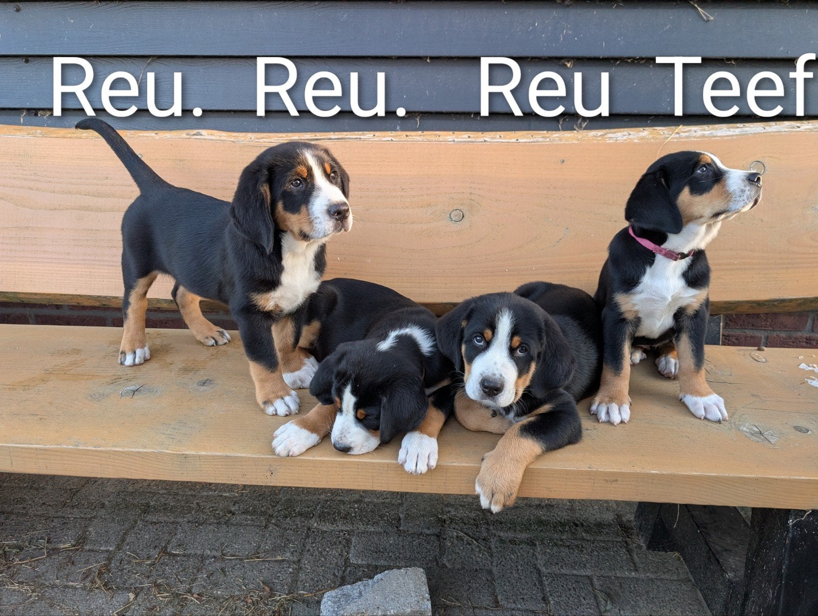 Super mooi grote Zwitserse Sennen !!wie word ons baasje!!, 8 tot 15 weken, Meerdere, Meerdere dieren, Nederland