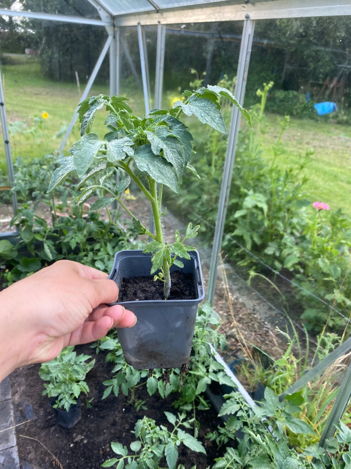 Tomaten plantjes, Ophalen, Eenjarig, Groenteplanten, Volle zon