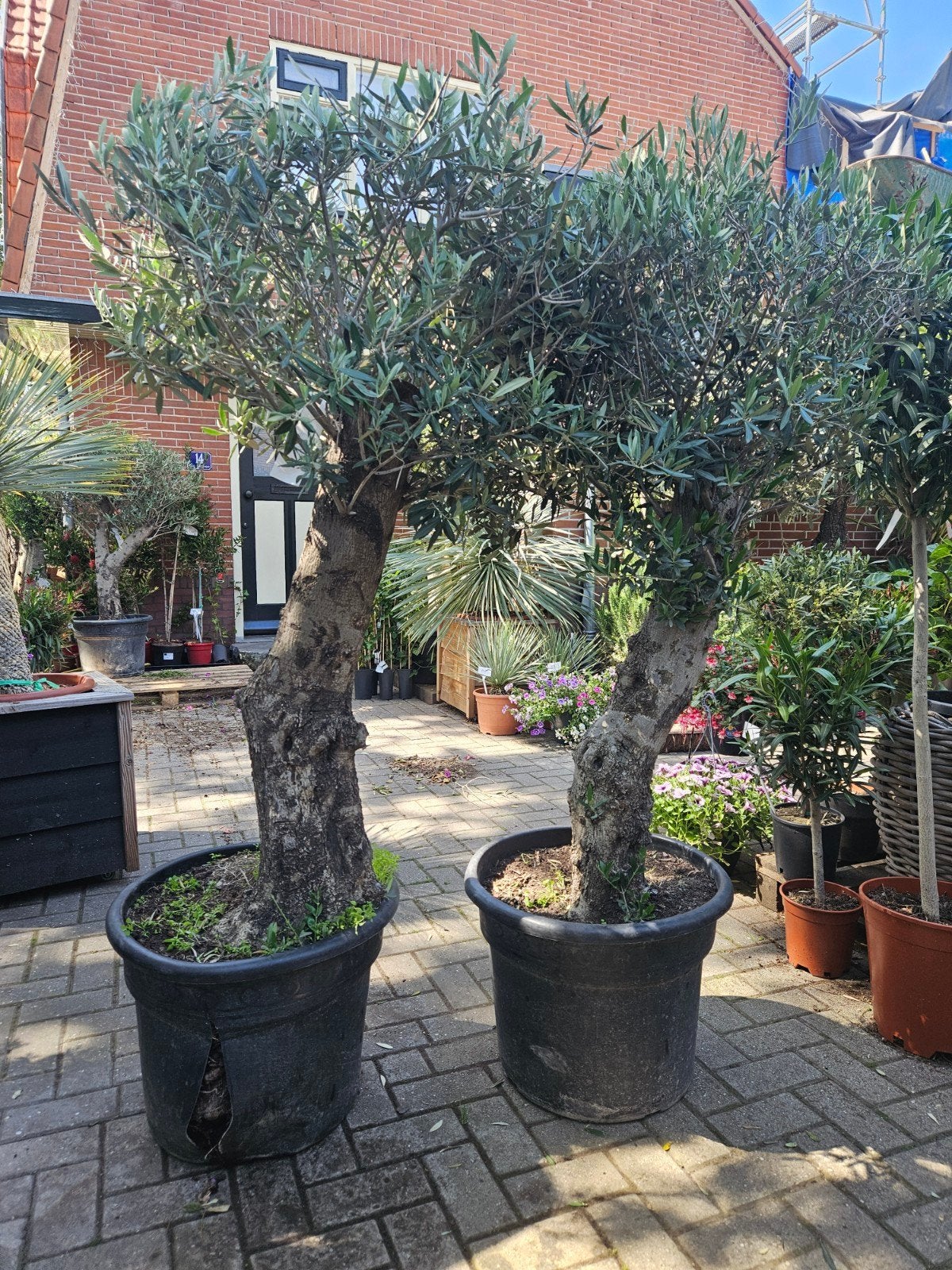 Olijfbomen dikke stam vanaf 99 euro!, Volle zon, Ophalen of Verzenden, 100 tot 250 cm, Olijfboom