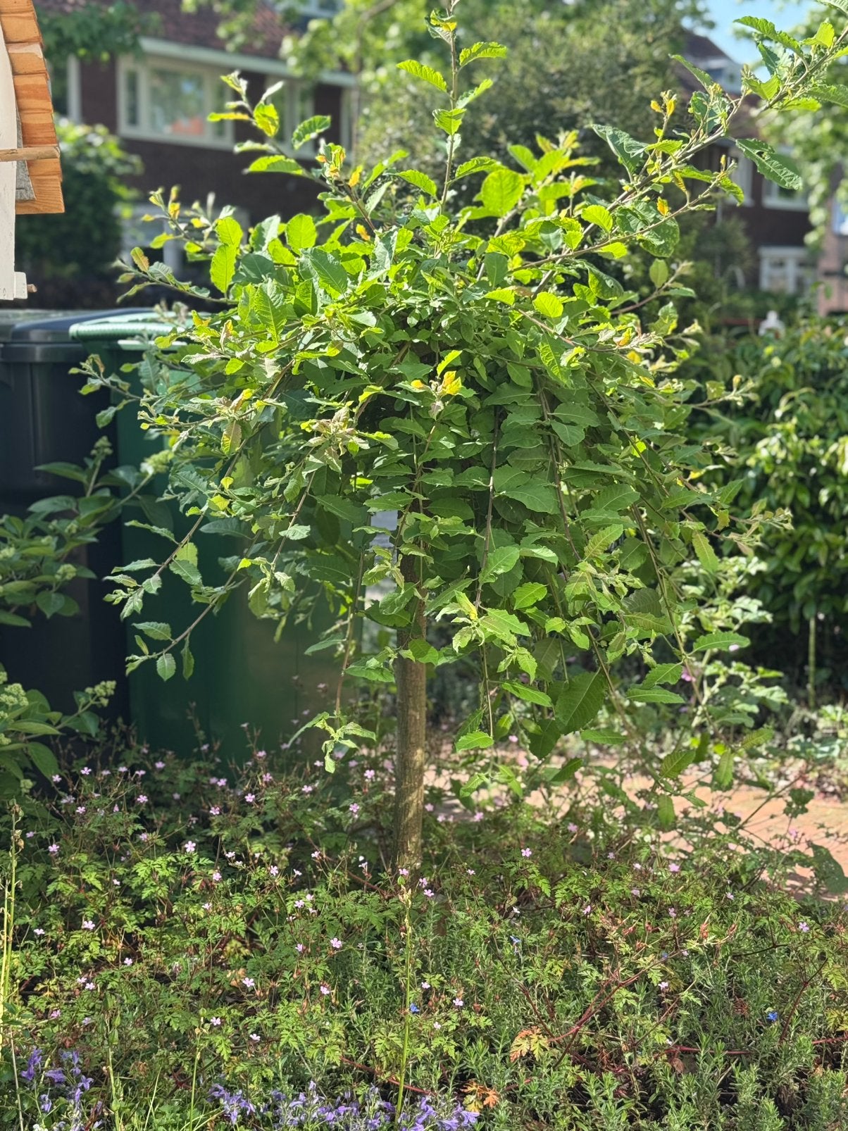 Salix caprea 'Kilmarnock', Ophalen, Halfschaduw
