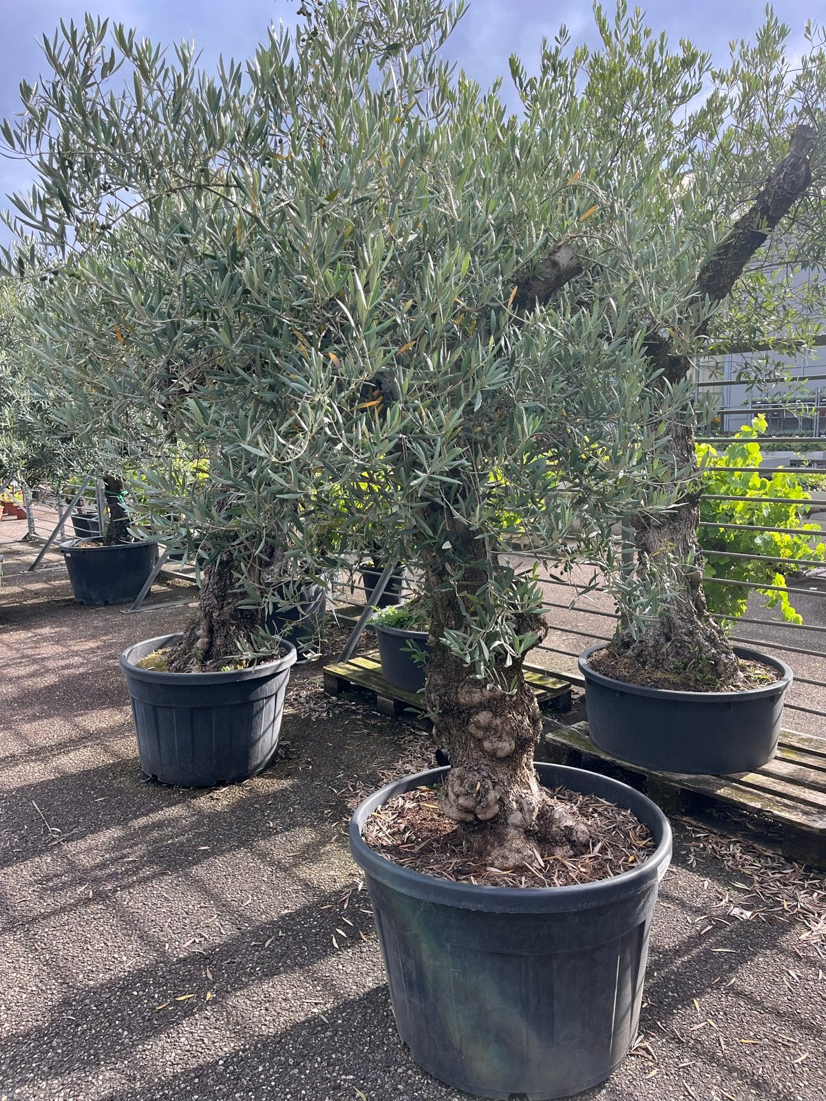 Grote Olijfboom in pot - Mediterrane sfeer voor uw tuin, Volle zon, Vaste plant, Lente, Ophalen