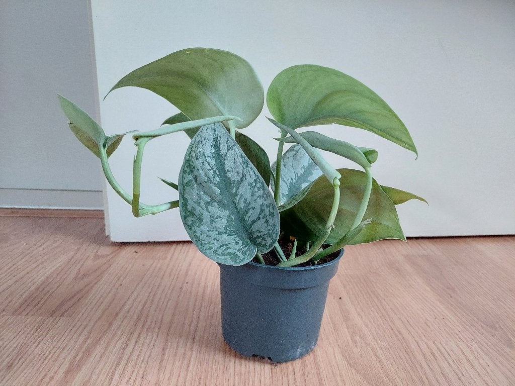 Scindapsus Pictus 'Trebie' - Zilverrank / Hangplantje, Ophalen, Overige soorten, Halfschaduw, Minder dan 100 cm
