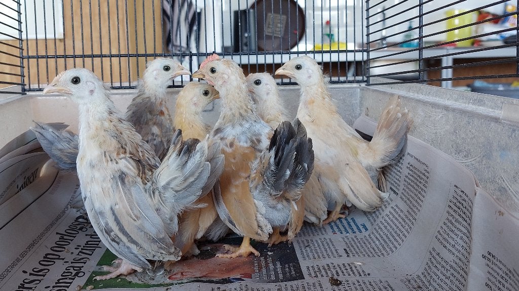 Serama hennen, Dieren en Toebehoren, Pluimvee, Vrouwelijk, Kip