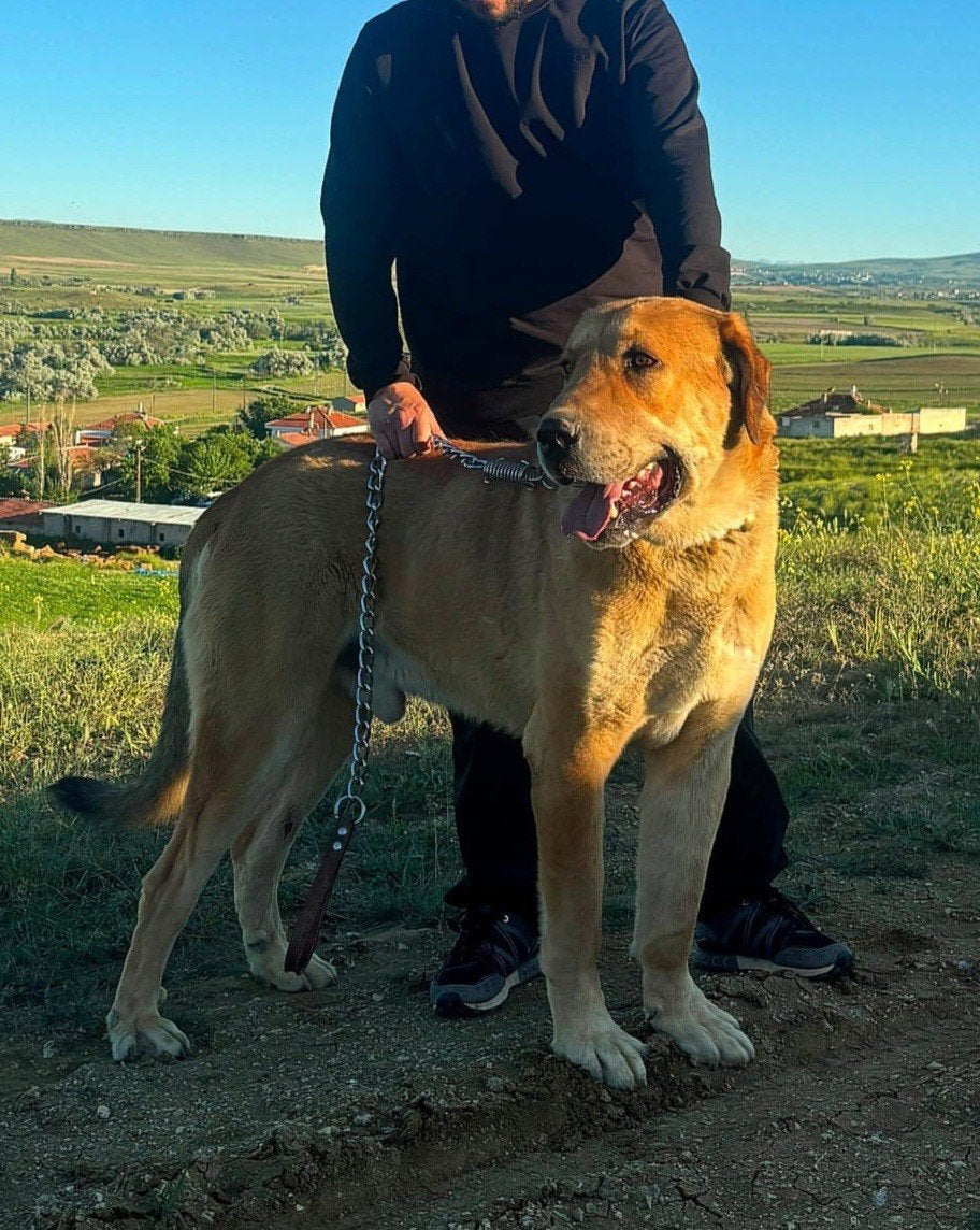 Güdük x Kangal mix pups voor reservering beschikbaar, 8 tot 15 weken, Parvo, Meerdere, Meerdere dieren