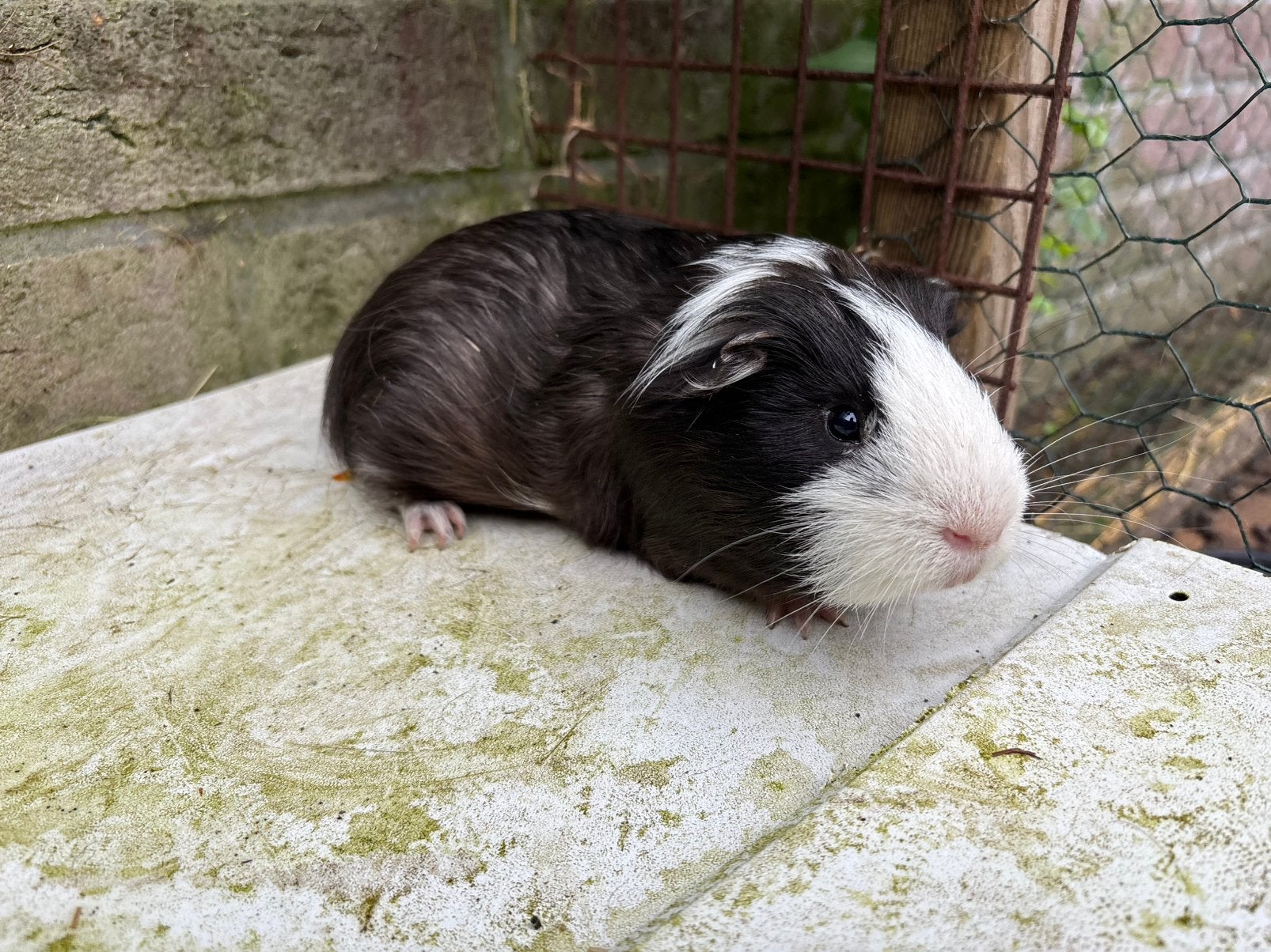Langharige bonte cavia beertje, Dieren en Toebehoren, Knaagdieren, Januari, Mannelijk, Cavia