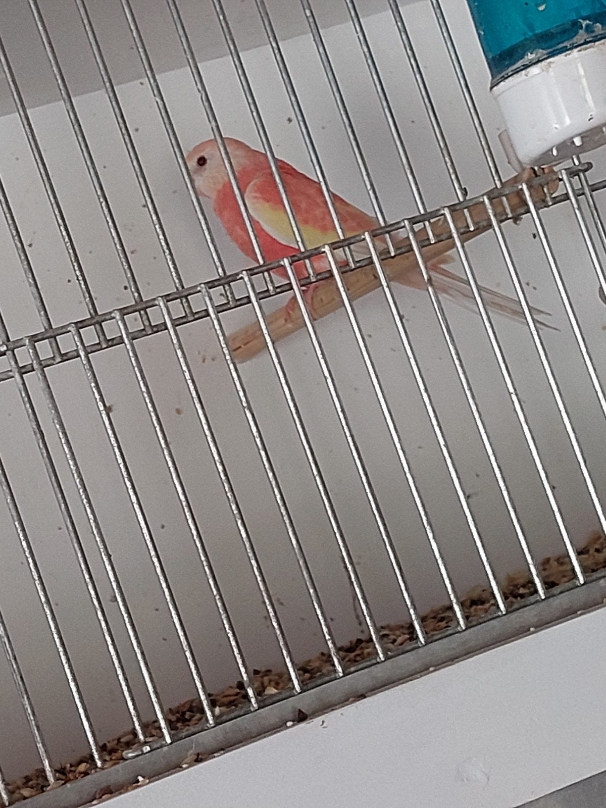 Vogels, Dieren en Toebehoren, Vogels | Parkieten en Papegaaien, Meerdere dieren, Parkiet