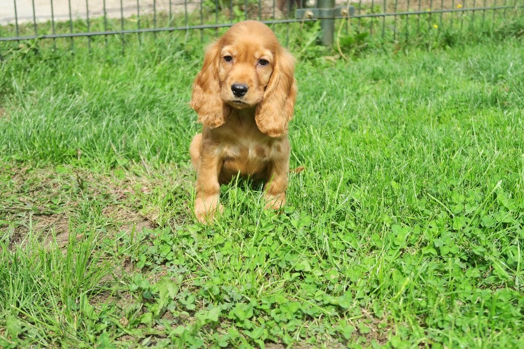 Engelse Cocker Spaniel pups, Dieren en Toebehoren, Parvo, Nederland, 8 tot 15 weken, Meerdere