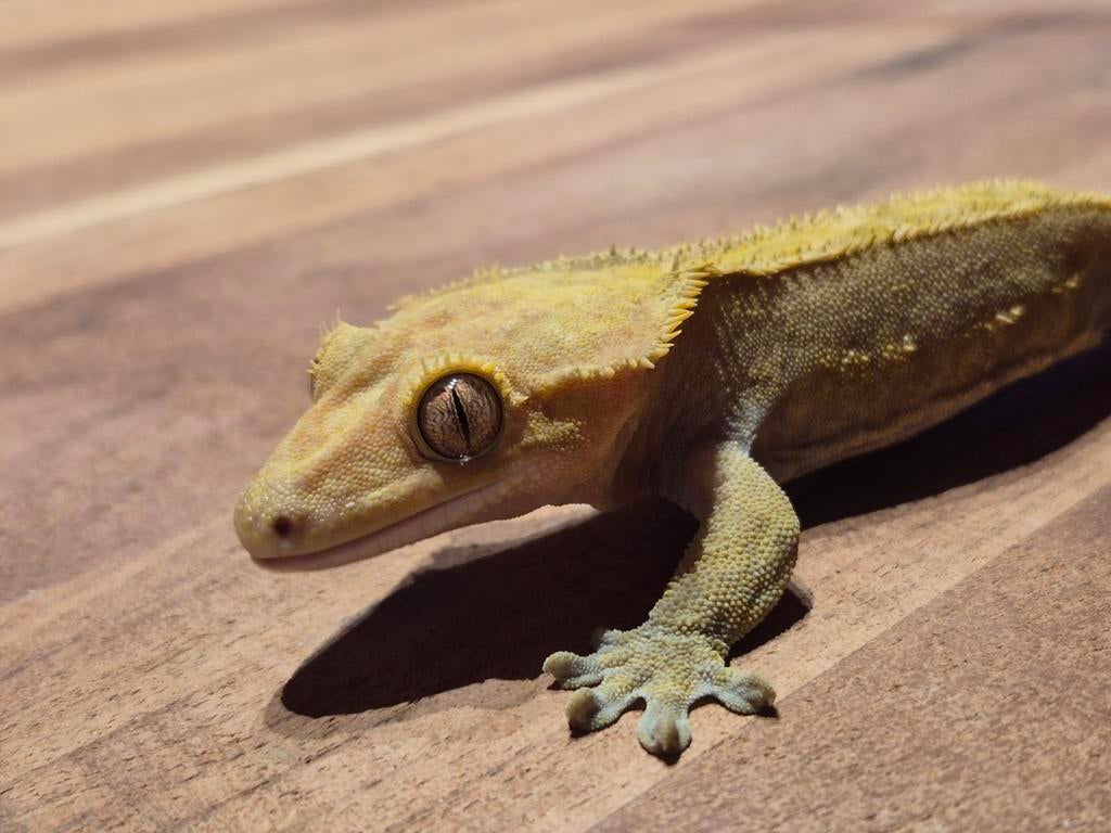Wimper gekko man 41 gram Crested Gecko - male for sale from ...