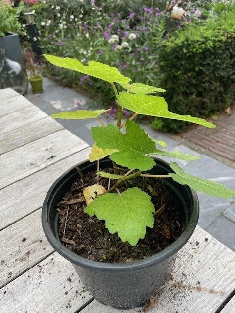 vijg, vijgenboom, vijgenstruik, Minder dan 100 cm, Volle zon, In pot, Ophalen of Verzenden