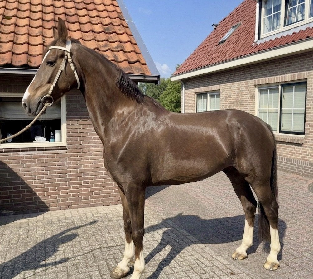 Tuigpaard merrie 10 jaar, Dieren en Toebehoren, Merrie, Met stamboom, Niet van toepassing, 7 tot 10 jaar