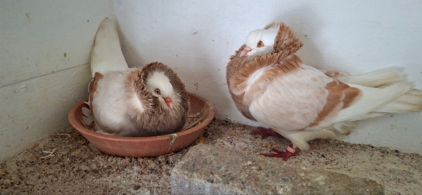 Te koop sierduiven Oudhollands kapucijnen duiven, Meerdere dieren, Overige soorten