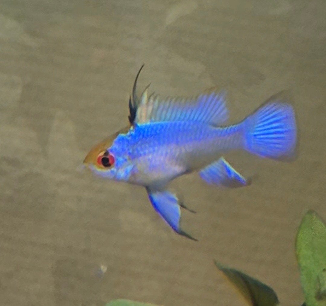 Electric Blue Ramirezi., Dieren en Toebehoren, Vis