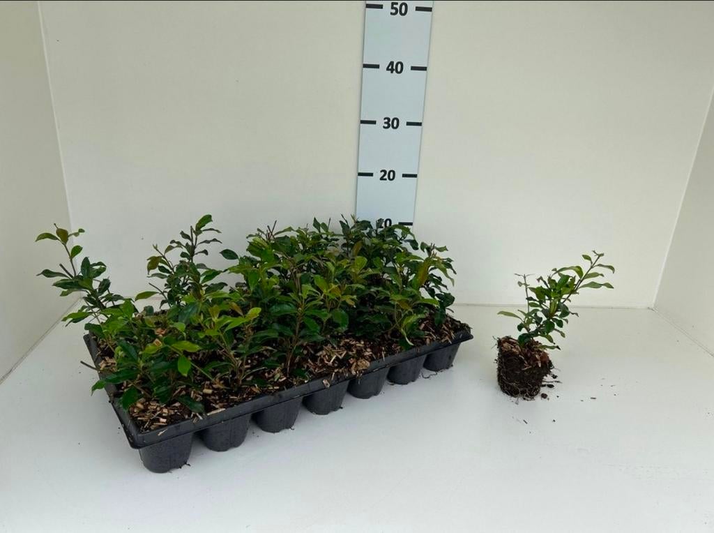 Roze Toscaanse jasmijn | Trachelospermum j.'Star of Sicily', Tuin en Terras, Planten | Struiken en Hagen, Overige soorten, Minder dan 100 cm