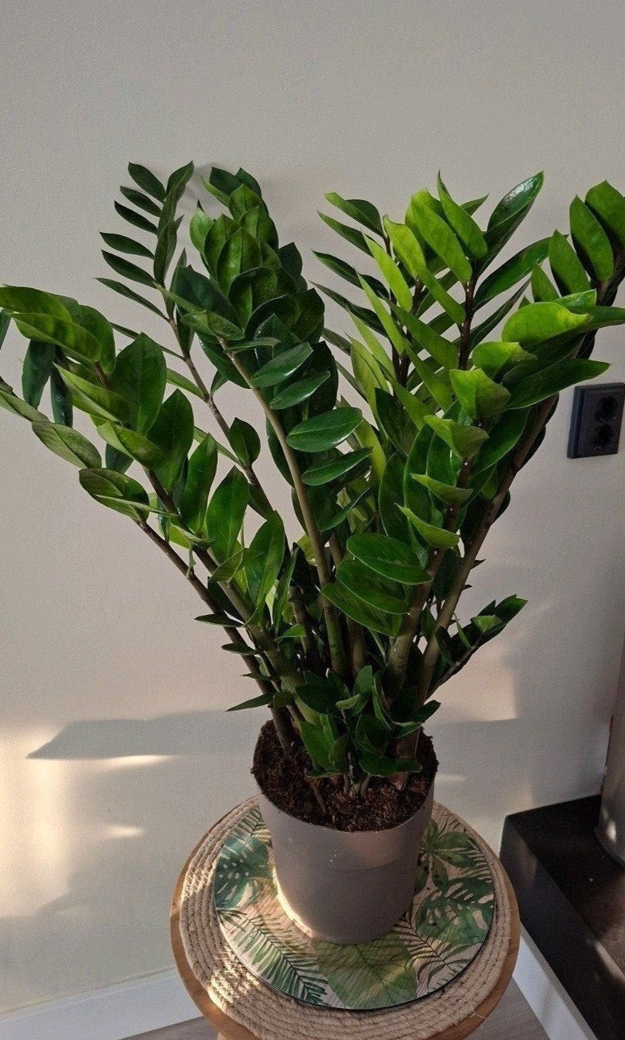 Monstera Deliciosa en Zamioculcas planten, Huis en Inrichting, Ophalen, Overige soorten, Halfschaduw, In pot