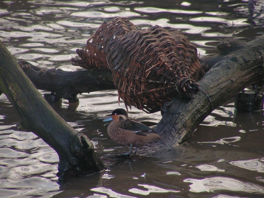 Hottentottaling | Siereenden | Broedkoppels, Meerdere dieren, Eend