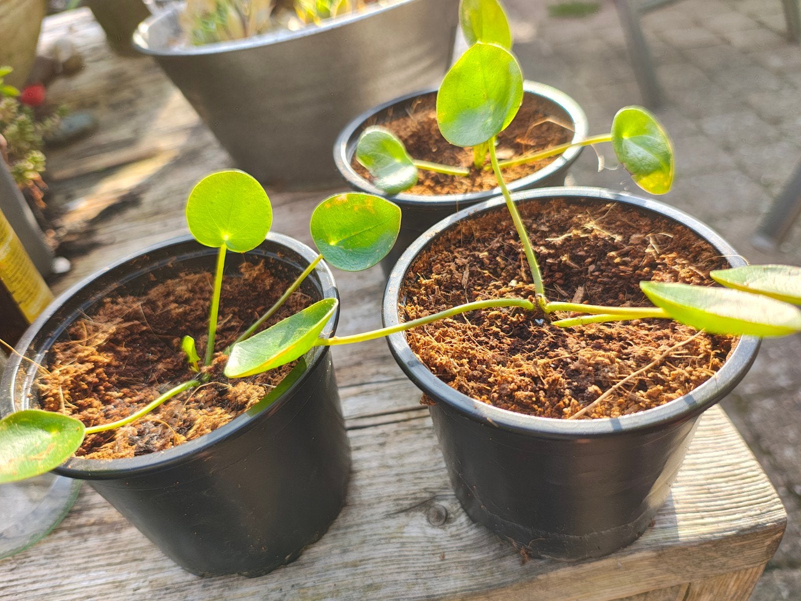 Pannenkoekenplant stekjes - Pilea Peperomioides, Ophalen, Overige soorten, Volle zon