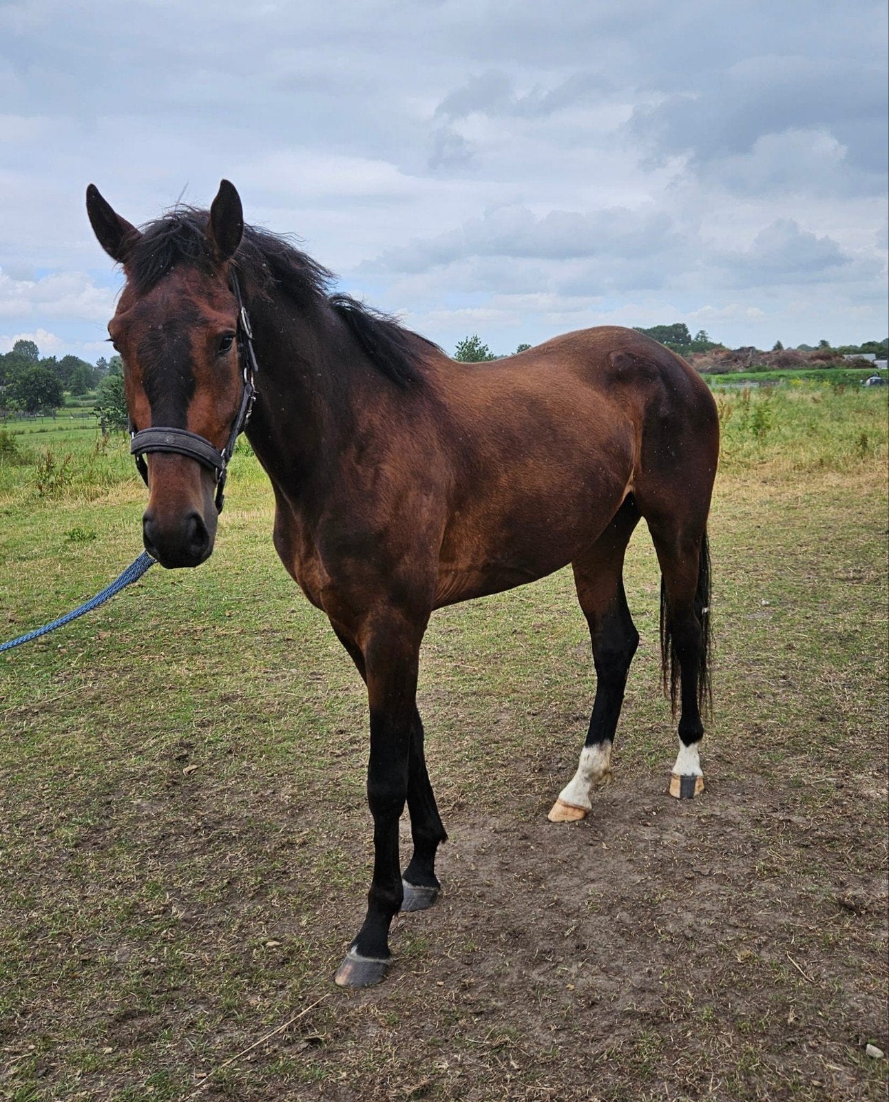 Luxe 4 jarige merrie, Dieren en Toebehoren, Merrie, Onbeleerd, Dressuurpaard, 3 tot 6 jaar