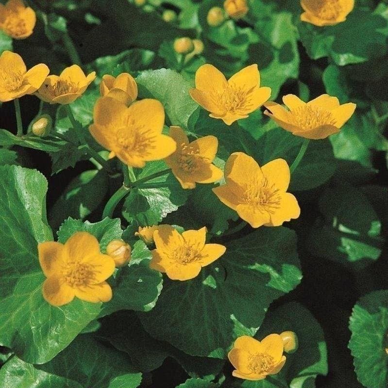 Planten voor de vijver, oeverplanten, vijverplant, Ophalen, Volle zon, Vaste plant, Zomer