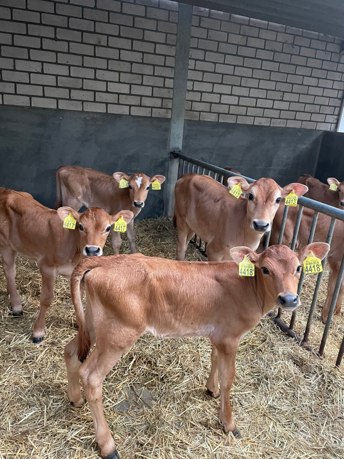 Biologische jersey (vaars)kalveren, Dieren en Toebehoren, Vrouwelijk, 0 tot 2 jaar