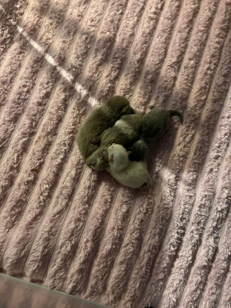 Britse langhaar Lillac- kittens zijn geboren op 4mei, Dieren en Toebehoren, Katten en Kittens | Raskatten | Langhaar, Poes