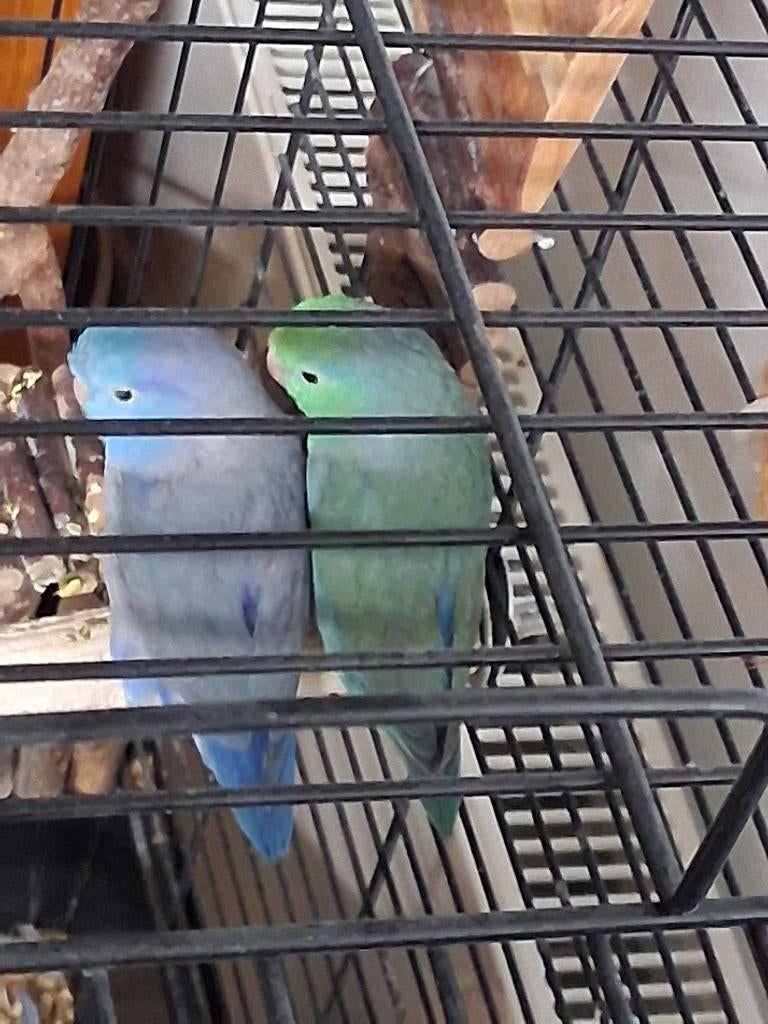 Forpus forpussen muspapegaai koppel, Dieren en Toebehoren, Vogels | Parkieten en Papegaaien, Dwergpapegaai of Agapornis, Meerdere dieren