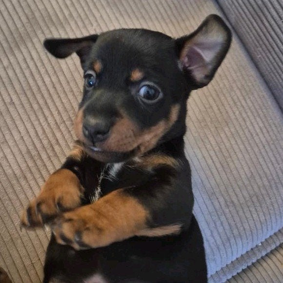 Jack Russel puppies Black and tan, Dieren en Toebehoren, Honden | Jack Russells en Terriërs, Parvo, Jack Russell Terriër, 8 tot 15 weken