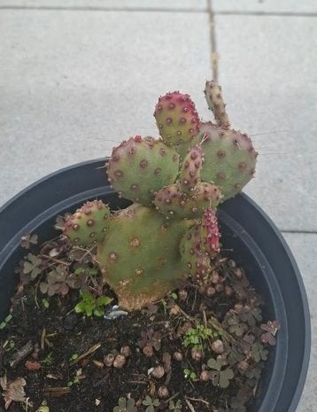 Opuntia 'Santa Maria' te koop!, Ophalen, Cactus, Halfschaduw, Minder dan 100 cm