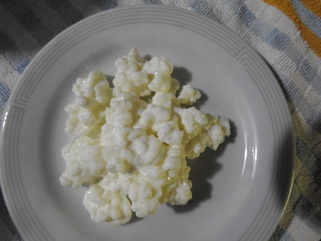 kefir korrels, Ophalen