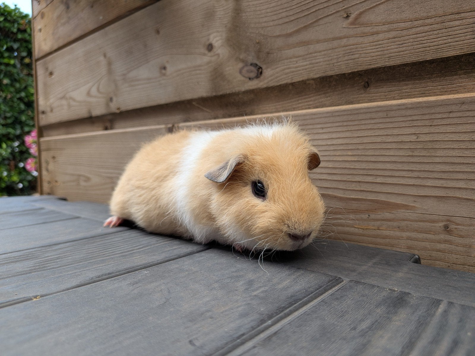 cavia beer, Dieren en Toebehoren, Cavia, April, Mannelijk, Tam