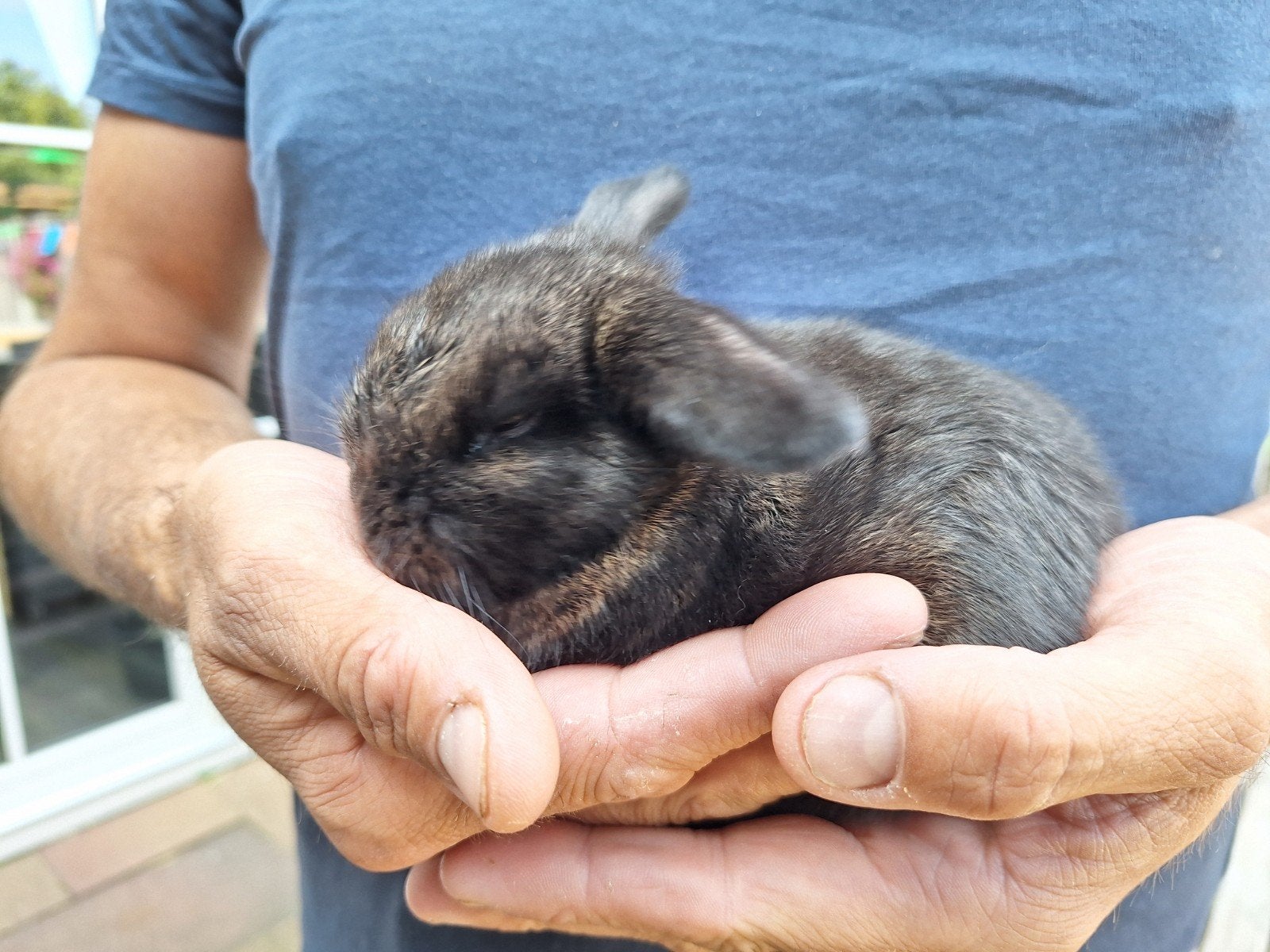 konijntjes hangoor, Dieren en Toebehoren, Konijnen, Meerdere dieren, Hangoor