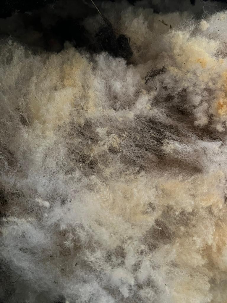 Schapenwol, Ophalen, Nieuw, Spinwol