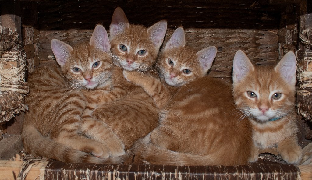 4 Prachtige Rode Kittens Zoeken Een Liefdevol Thuis, Dieren en Toebehoren, Katten en Kittens | Overige Katten, Meerdere dieren