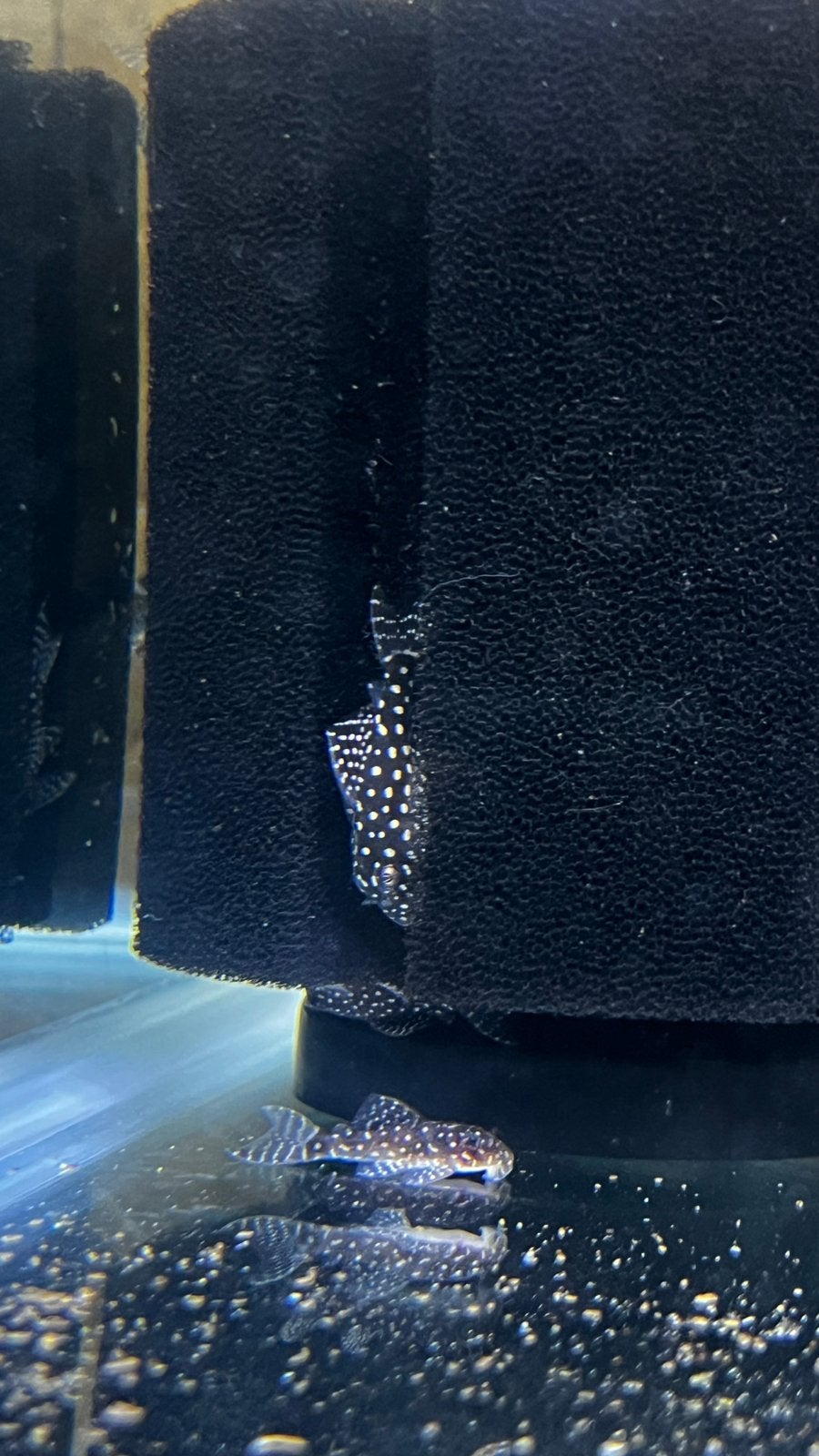 Pleco’s, Dieren en Toebehoren, Vis, Zoetwatervis