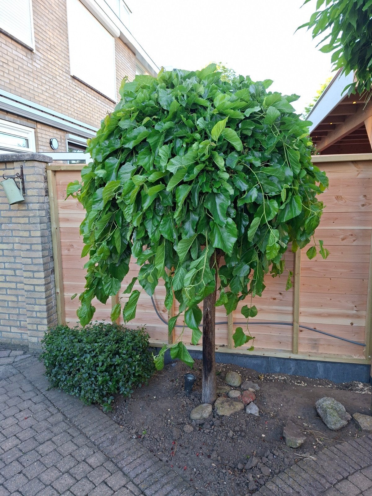 Mooie Bolmoerbei (Morus Alba 'Macrophylla') - Vruchtdragend, Ophalen of Verzenden, Lente, 250 tot 400 cm, Volle zon