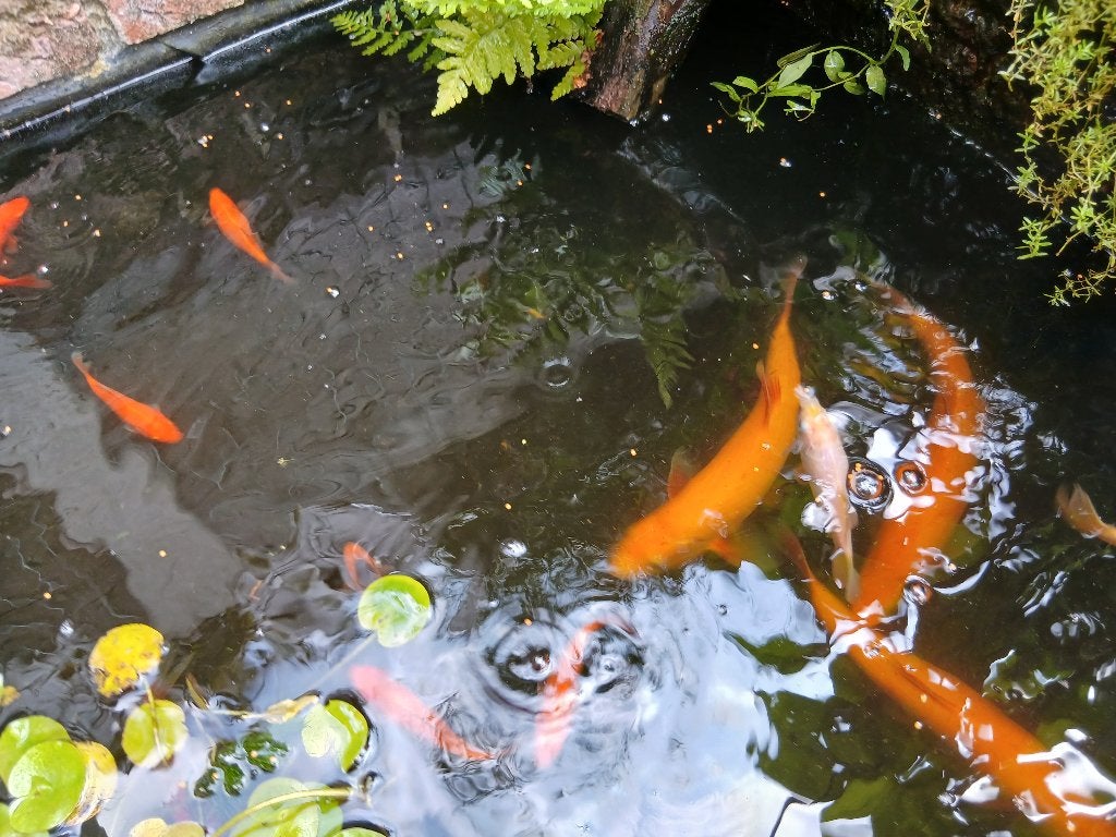 3 Grote goudwindes te koop, Dieren en Toebehoren, Baars of Goudwinde