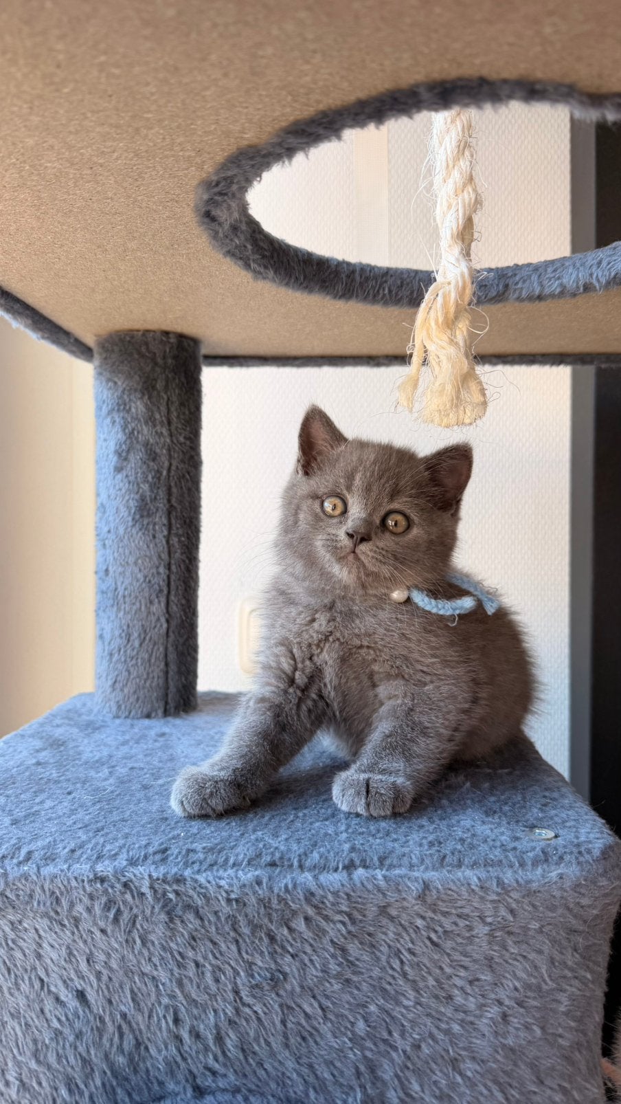 Britse kittens te koop, 0 tot 2 jaar