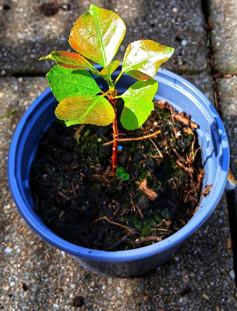 Jonge Amerikaanse Populier in pot, Tuin en Terras, Planten | Bomen, Overige soorten, Lente, Minder dan 100 cm, Ophalen