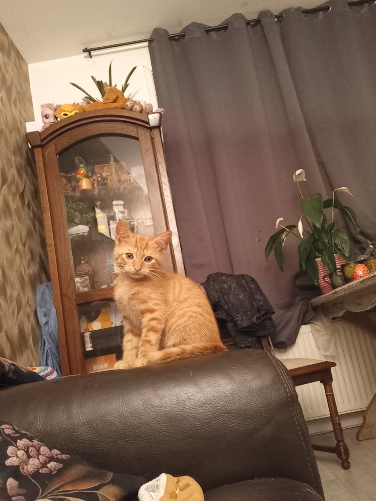 Liefste Mix MaineCoon kitten zoekt een warm thuis, Kater