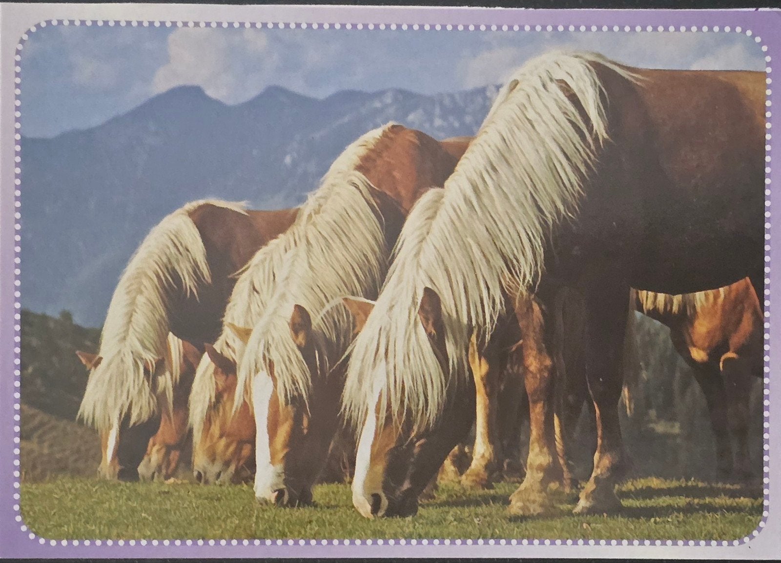 Ansichtkaarten Paarden, Verzenden, 1980 tot heden, Ongelopen, Paard